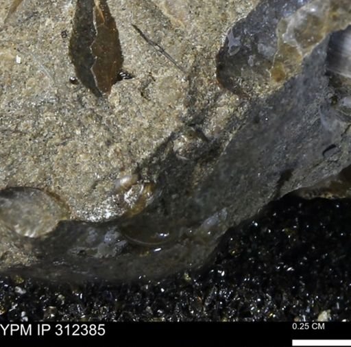 undet. Ammonoidea