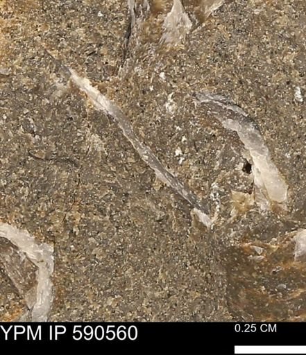 Ostreacea