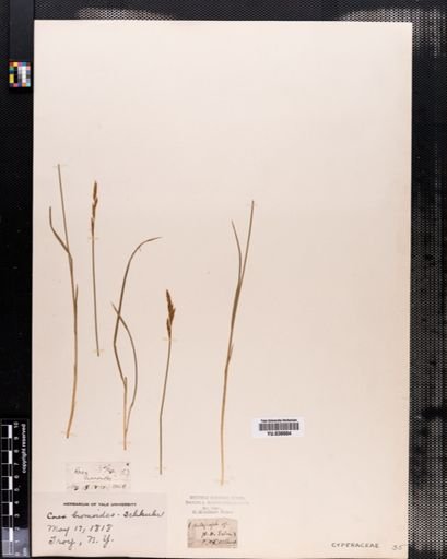 Carex bromoides