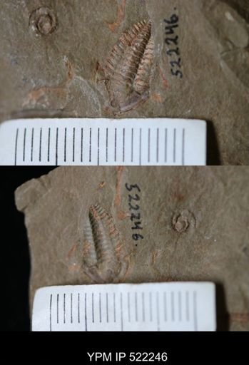 undet. Trilobita