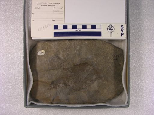 Grallator sp.