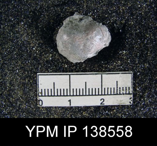 Marginifera echinata