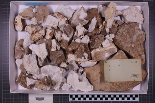 mixed taxa, stratigraphic collection
