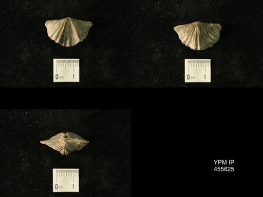 Platystrophia laticosta