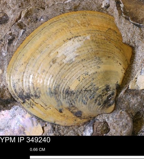 Limopsis striatopunctatus