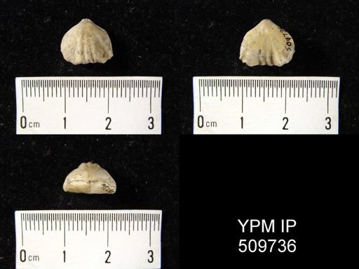 Stenoscisma?