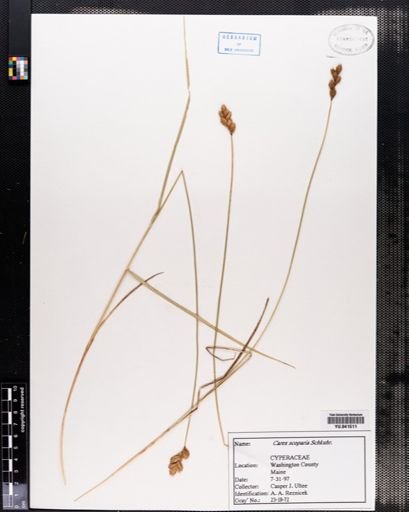 Carex scoparia
