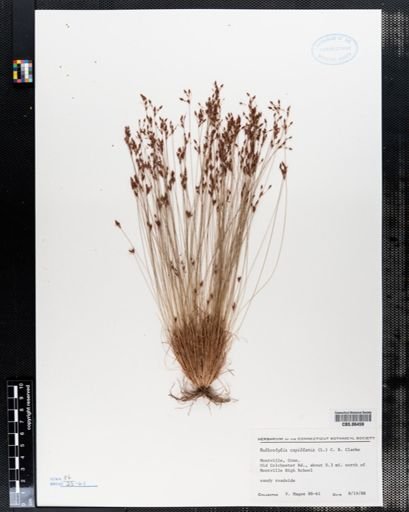 Bulbostylis capillaris