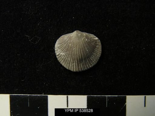 Cincinnetina meeki