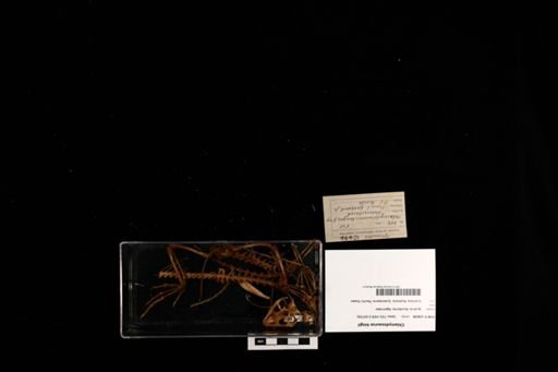 Chlamydosaurus kingii