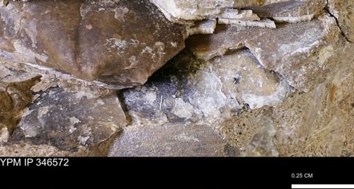 undet. Bivalvia