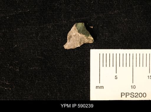 undet. Bivalvia