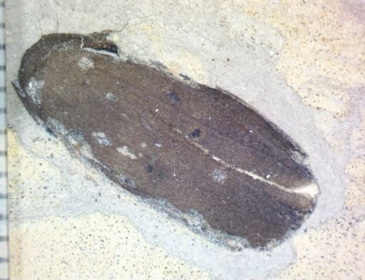 undet. Coleoptera