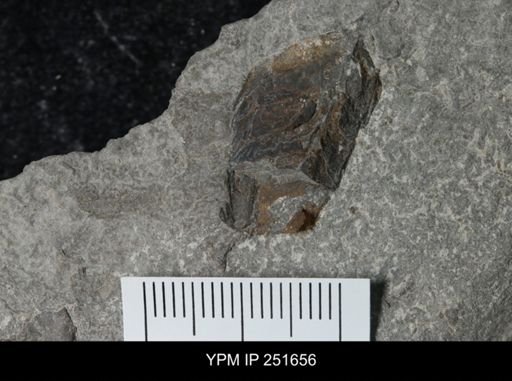 undet. Eurypterida