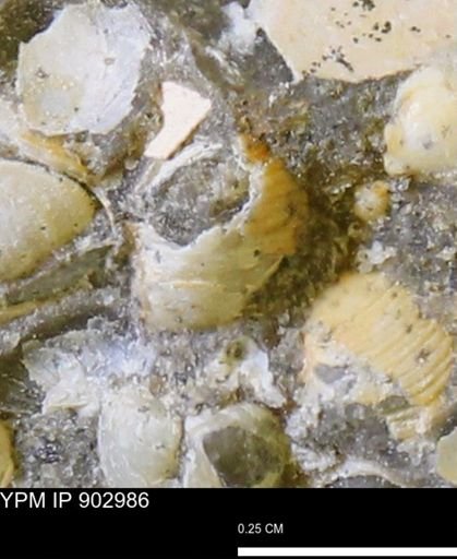 Corbulamella gregaria