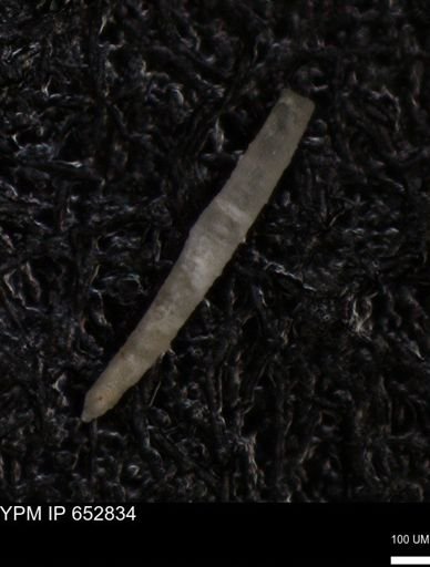 Echinoidea?