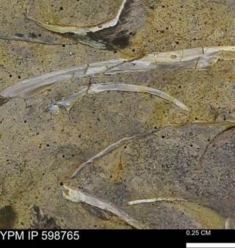 undet. Bivalvia