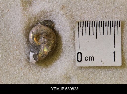 undet. Scaphitidae