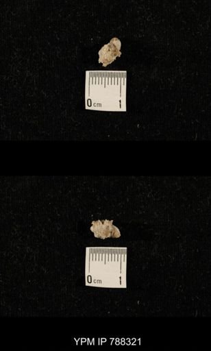 taxon undetermined