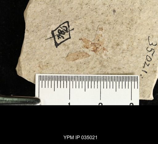 undet. Diptera
