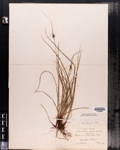 Carex caroliniana