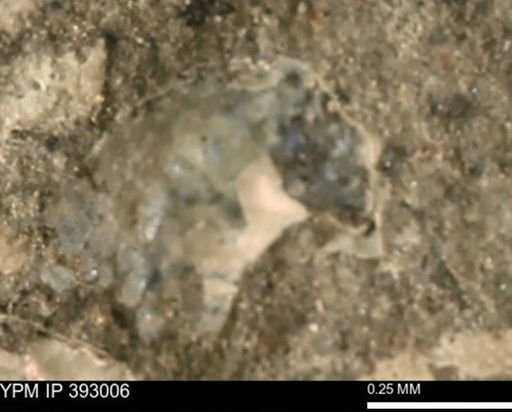 Scaphites sp.