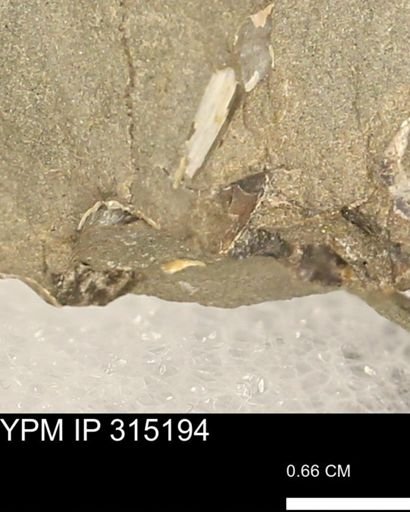 undet. Scaphitidae