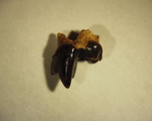 Bryanictis microlestes