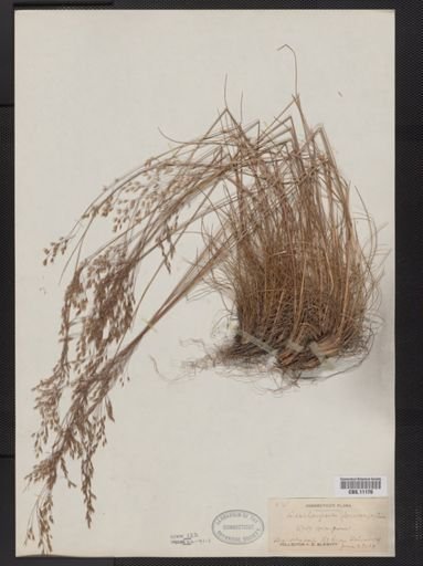 Deschampsia flexuosa