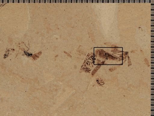undet. Achilidae