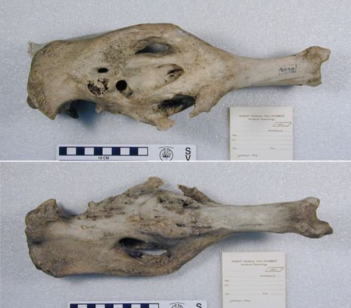 Echymipera