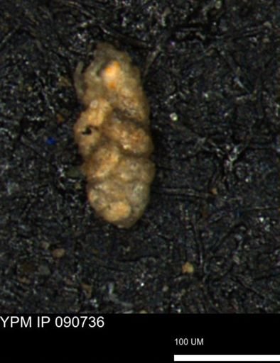 Ammobaculoides phaulus