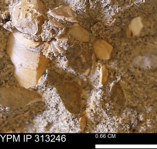 Corbicula