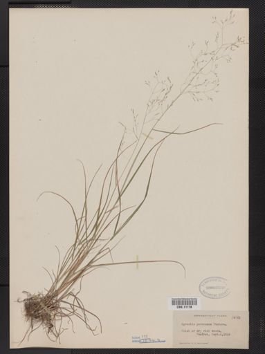 Agrostis perennans