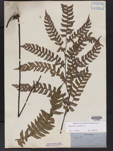 Adiantum