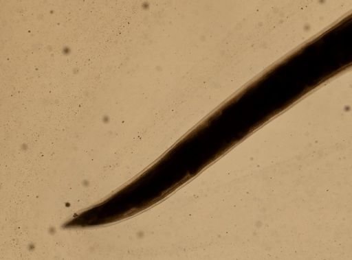 Necator americanus