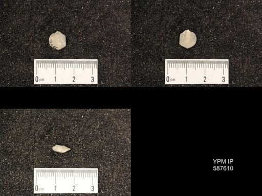 Rhipidomella hybrida
