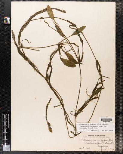 Potamogeton epihydrus