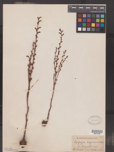 Epifagus virginiana