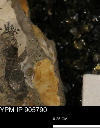 undet. Ammonoidea