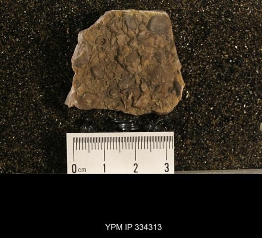 Plectorthis sp.