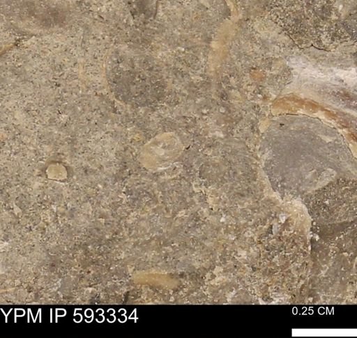 undet. Bivalvia