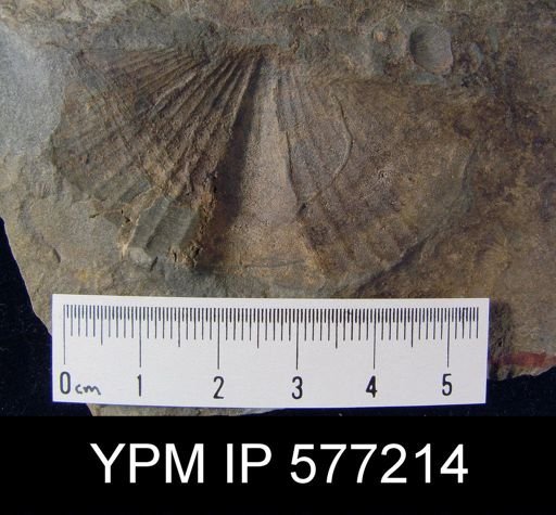 Platyrachella sp.