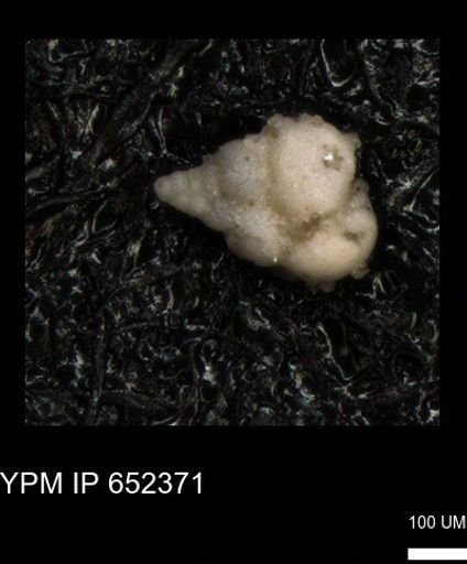 undet. Heterohelicidae