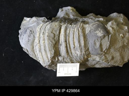 Dipleura dekayi