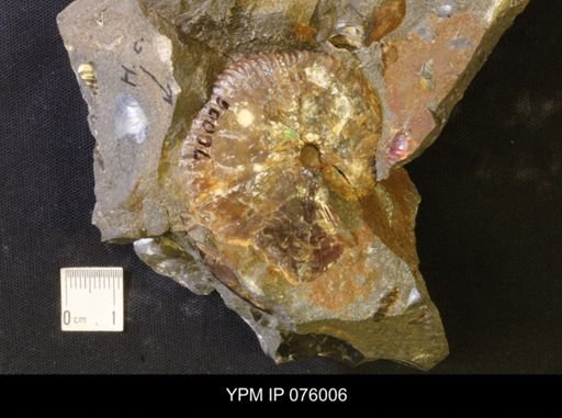 Hoploscaphites comprimus