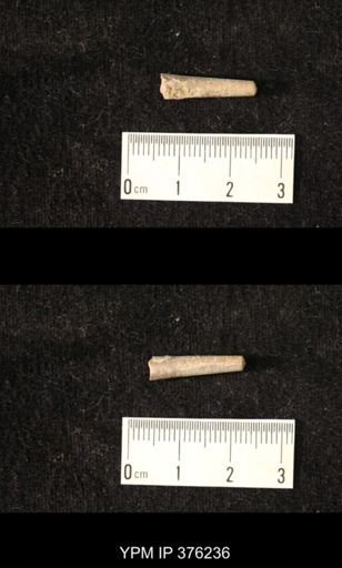 Pseudorthoceras knoxense