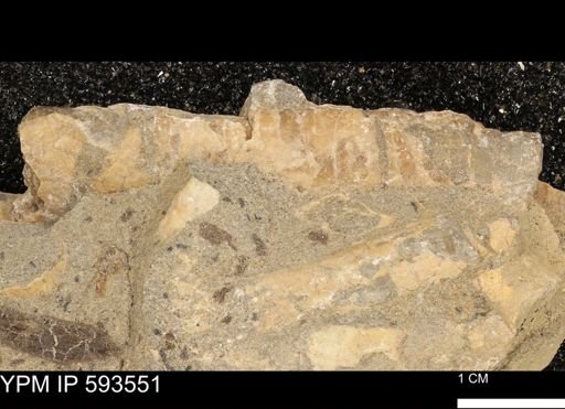 Inoceramus sp.