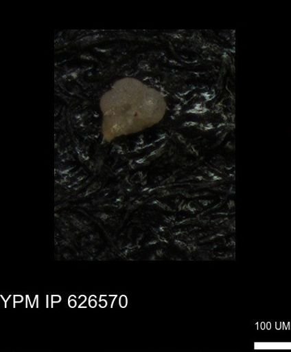 undet. Foraminiferida