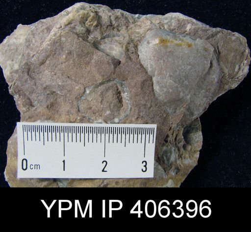 Schizophoria?